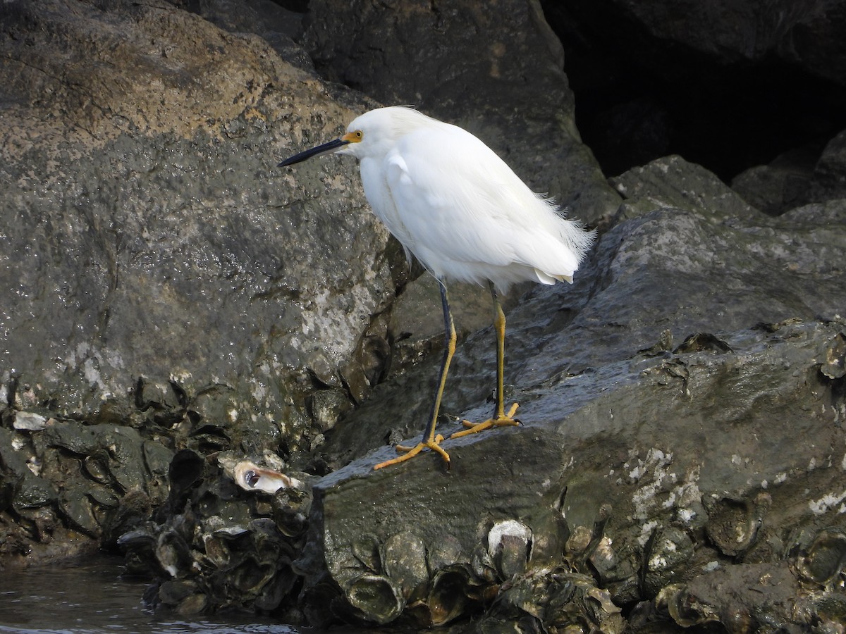 Snowy Egret - ML645927646