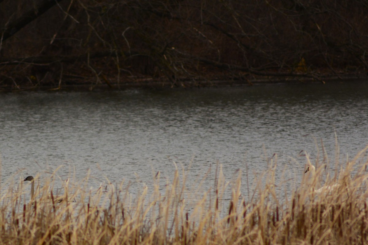 Trumpeter Swan - ML645927647