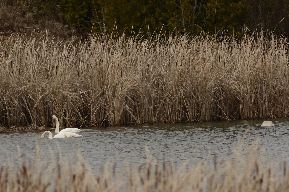 Trumpeter Swan - ML645927649