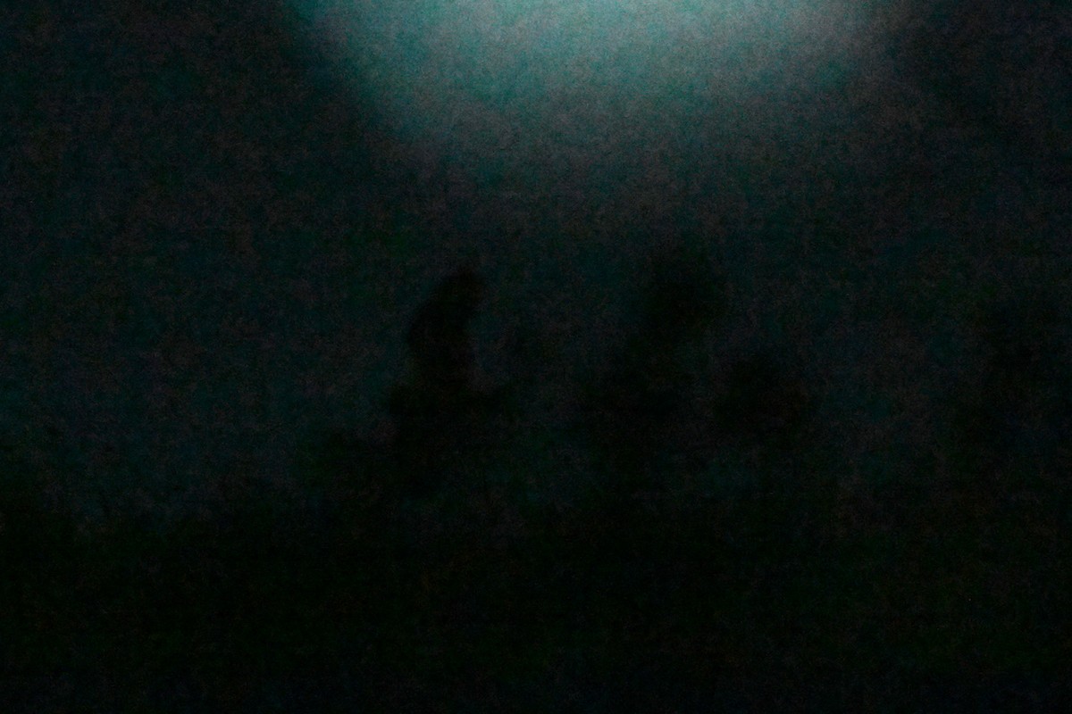 Short-eared Owl - ML645927653