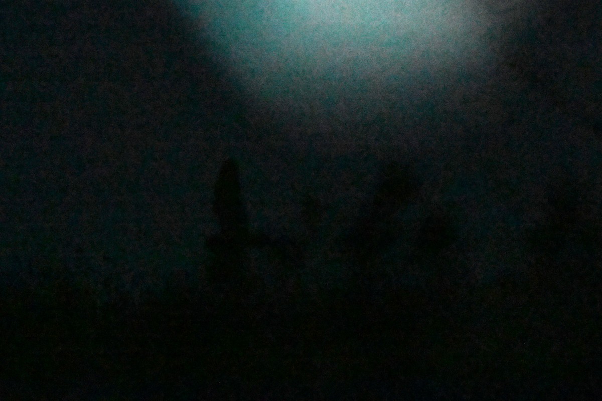 Short-eared Owl - ML645927654