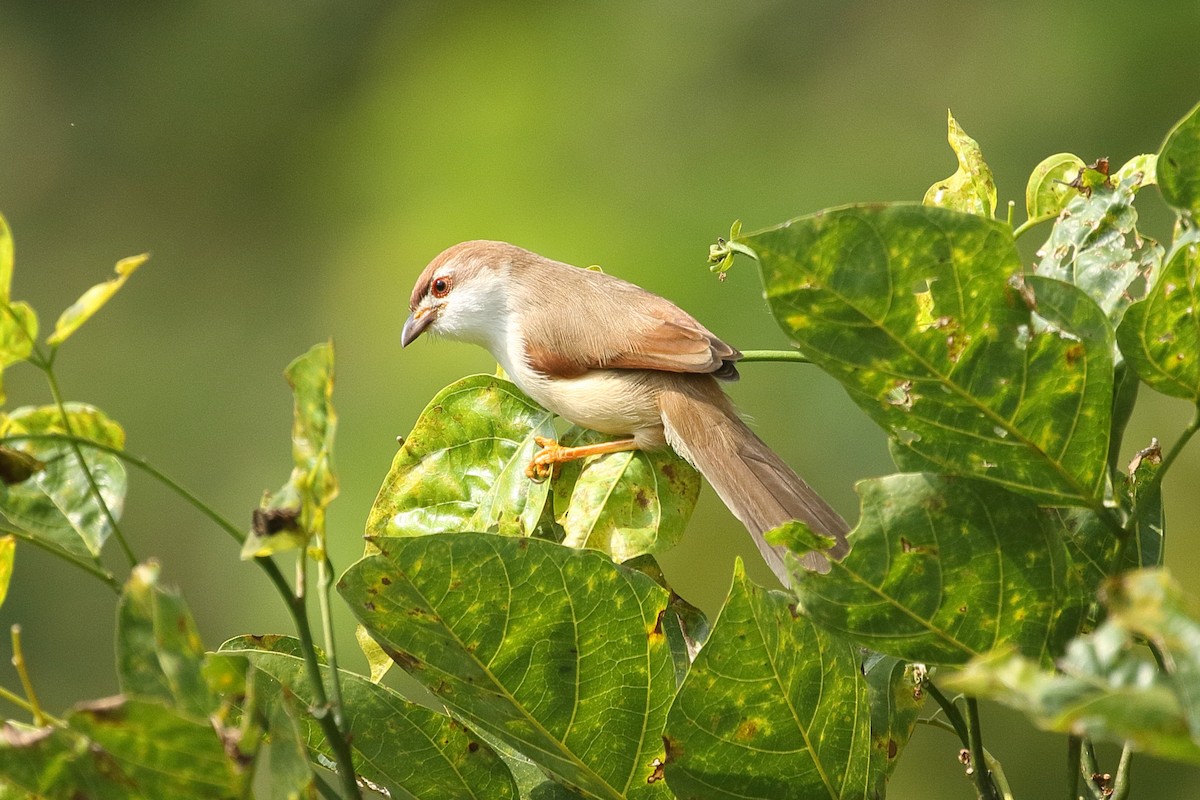 Yellow-eyed Babbler - ML645927655