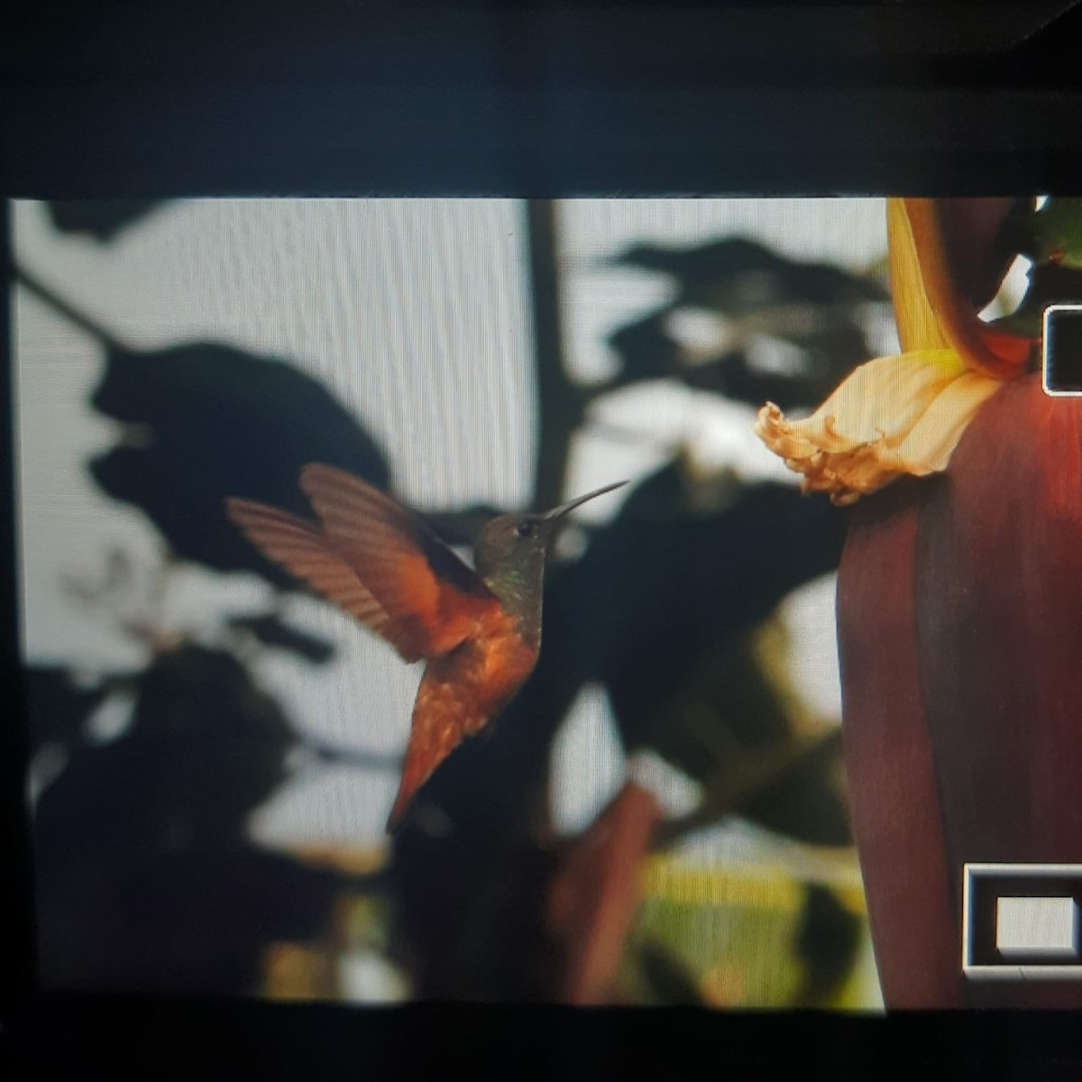 Chestnut-bellied Hummingbird - ML645927656