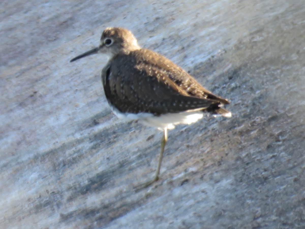 vodouš samotářský - ML645927657