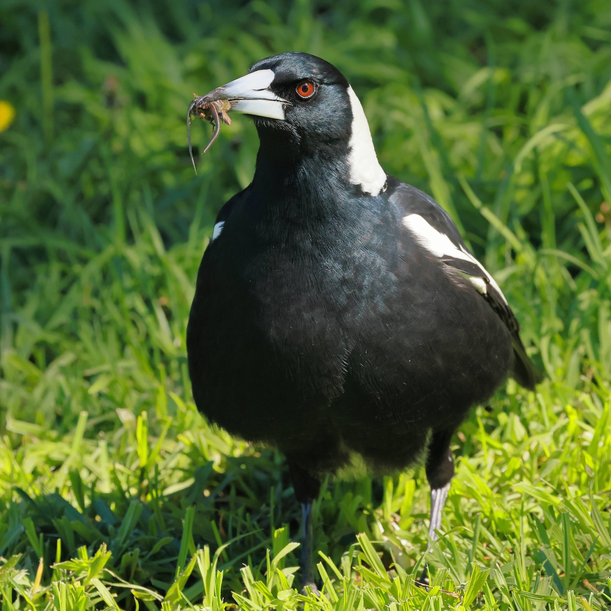 flétňák australský - ML645927661