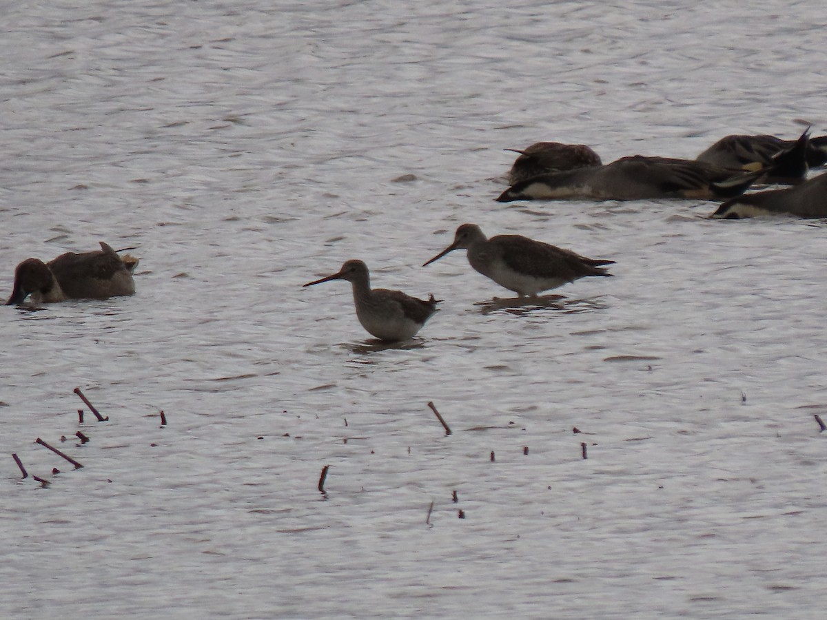 Greater Yellowlegs - ML645927662