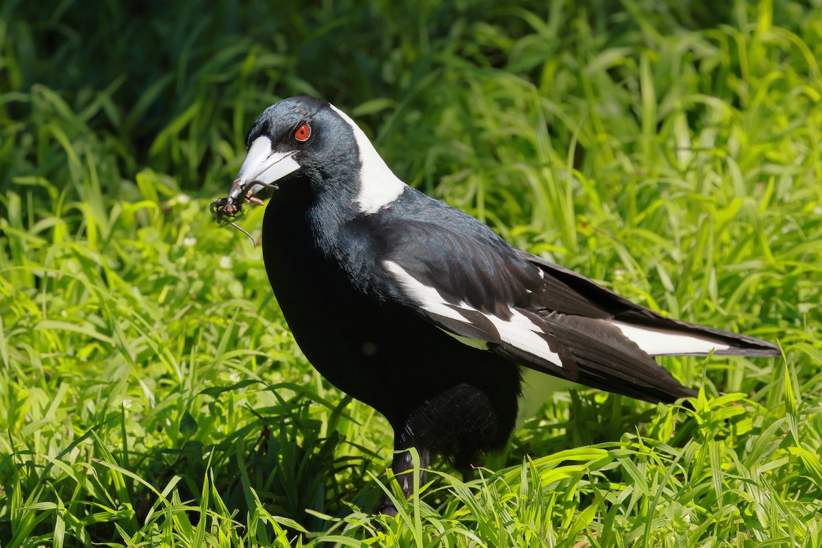 flétňák australský - ML645927663