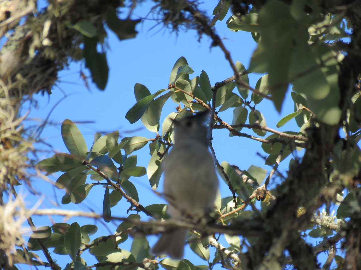 sýkora černochocholatá - ML645927664