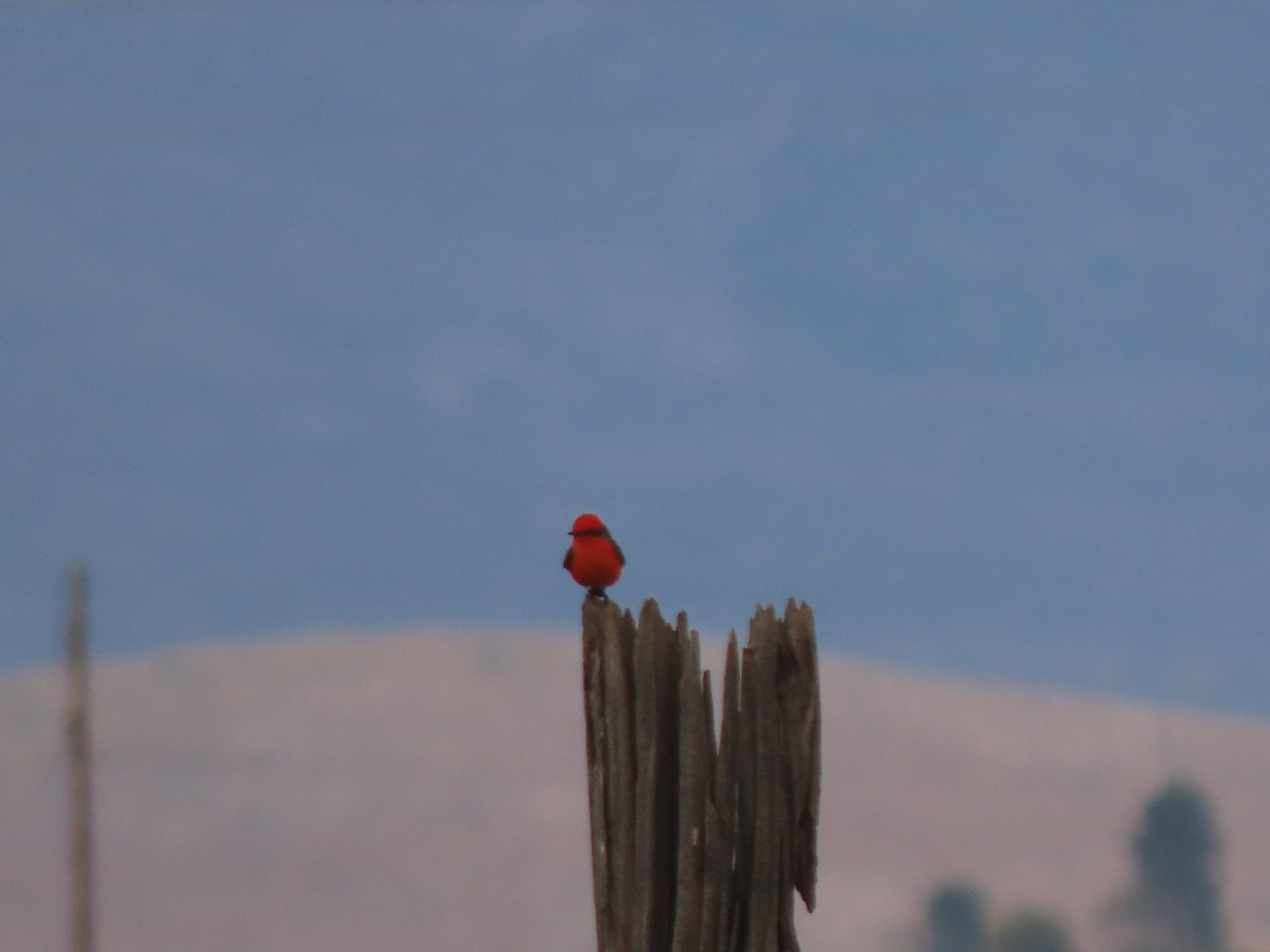 Vermilion Flycatcher - ML645927667
