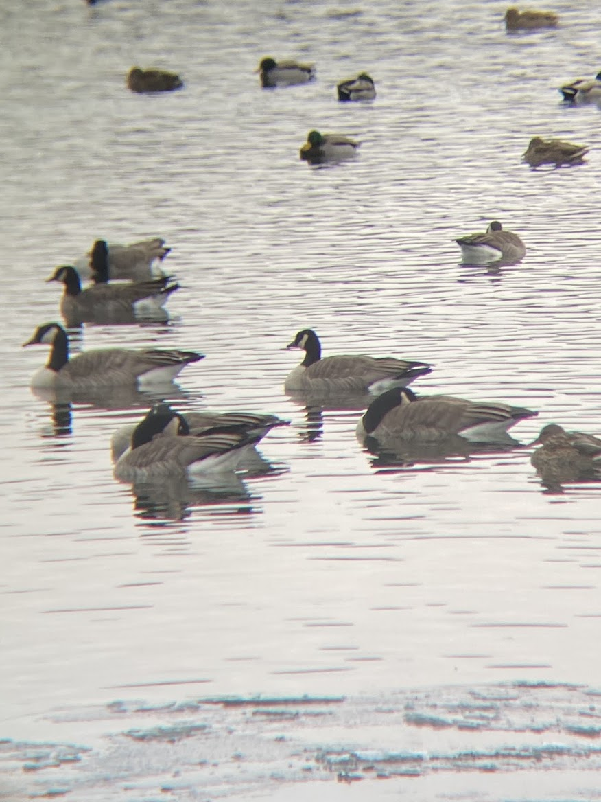 小加拿大雁 - ML645927668