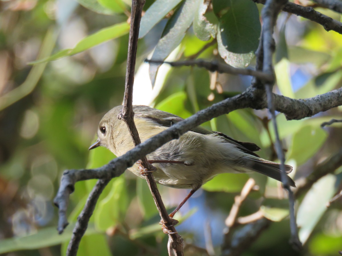 králíček americký - ML645927671