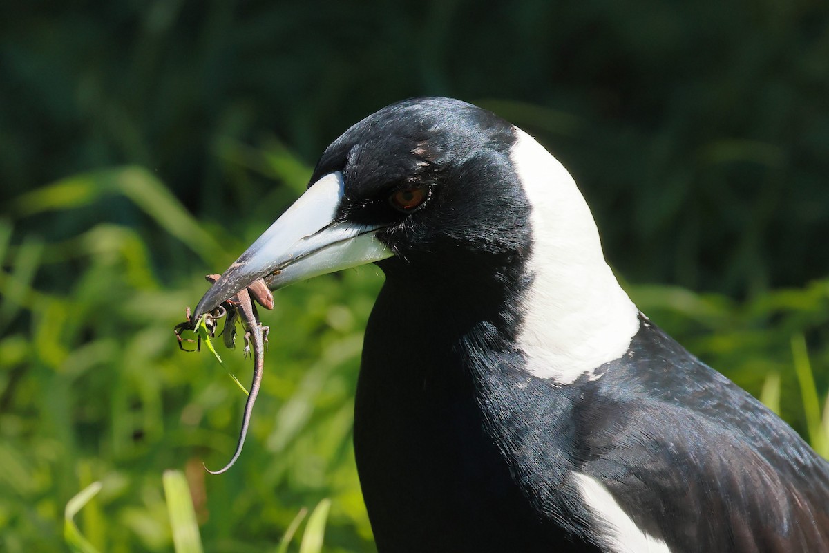 flétňák australský - ML645927673