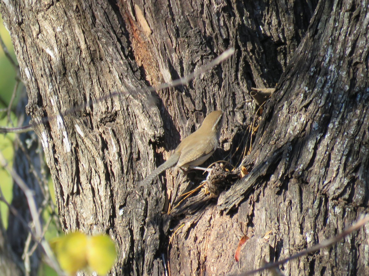 střízlík pokřovní - ML645927676