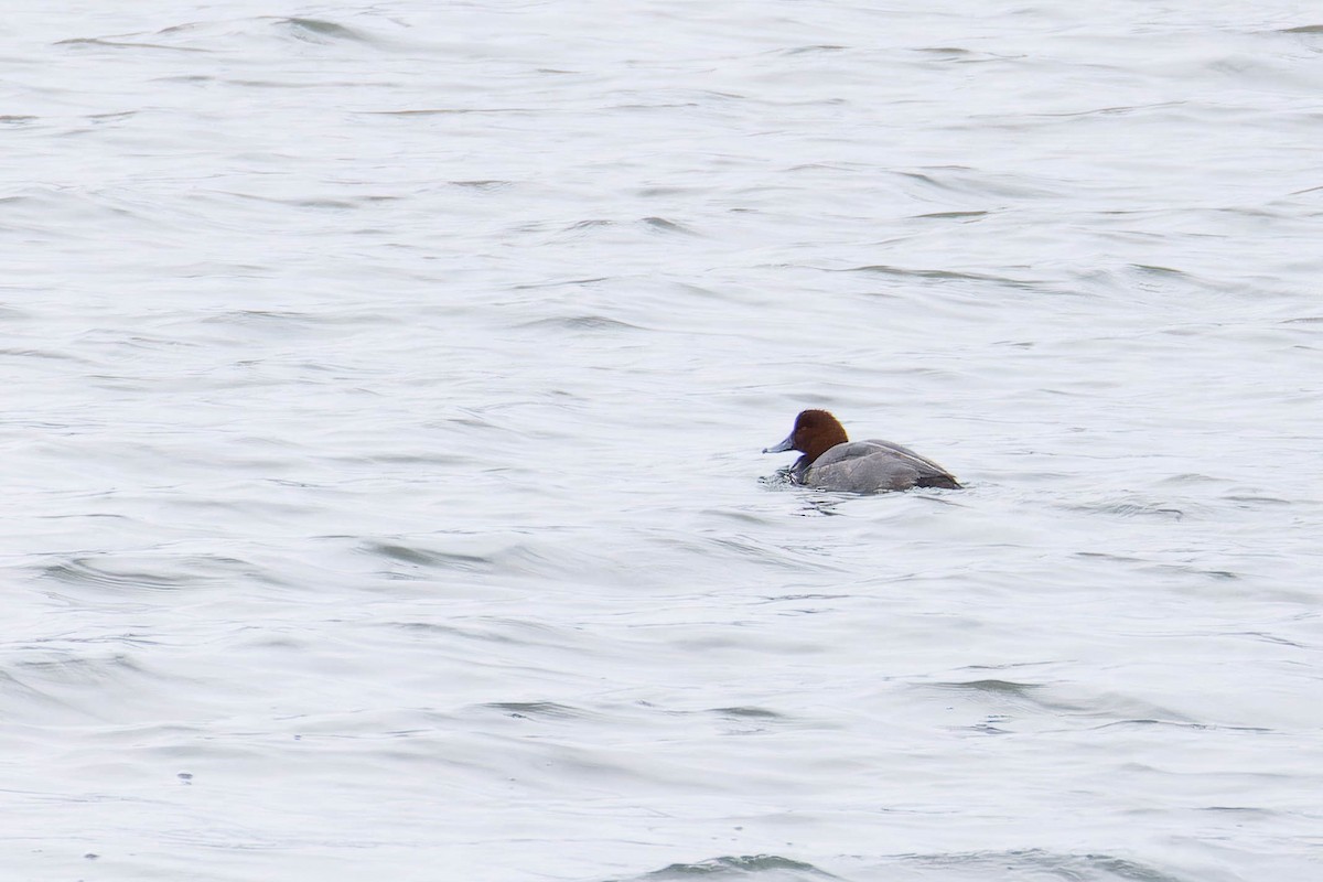 Redhead - ML645927678