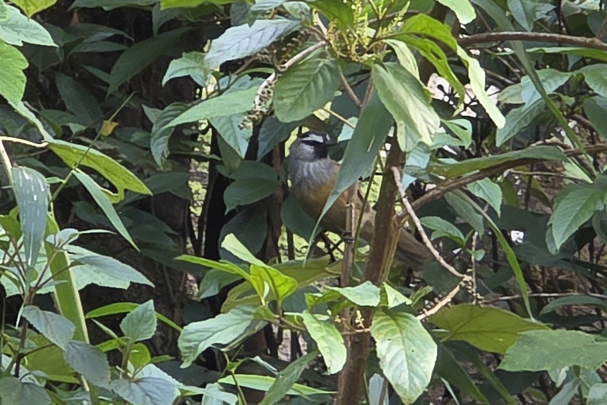 Banasura Laughingthrush - ML645927681