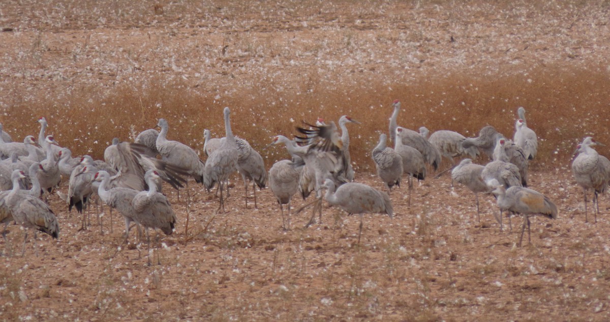 Sandhill Crane - ML645927684