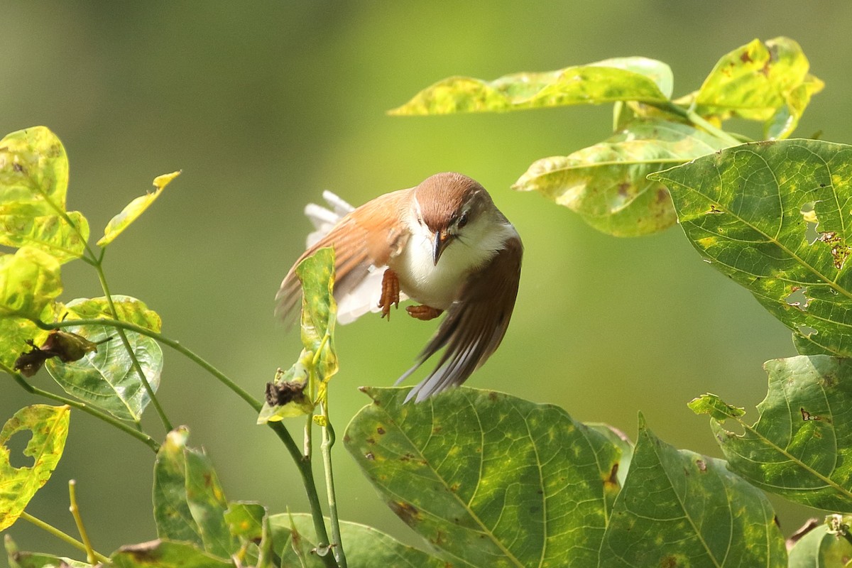 Yellow-eyed Babbler - ML645927685