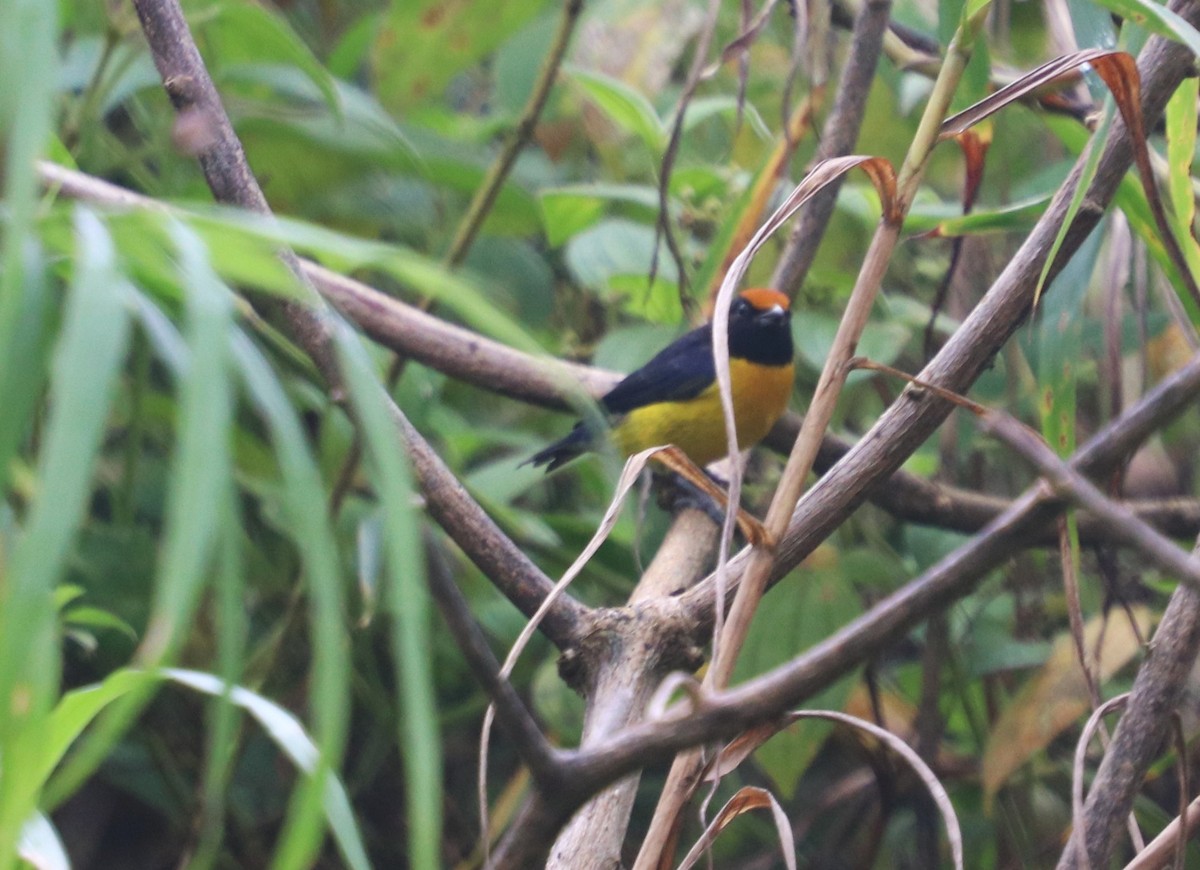 Tawny-capped Euphonia - ML645927689