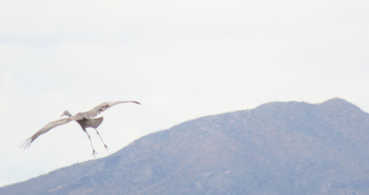 Sandhill Crane - ML645927691