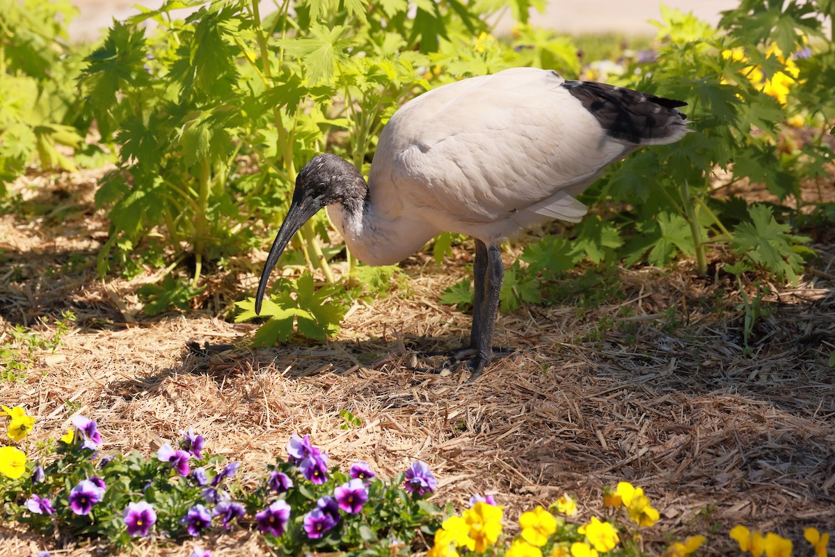 ibis australský - ML645927692