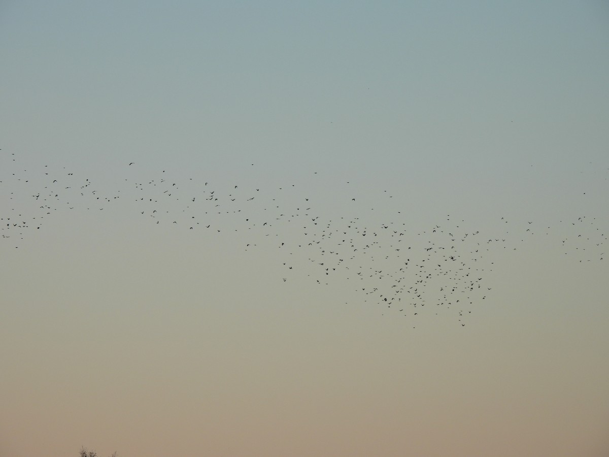 blackbird sp. - ML645927693