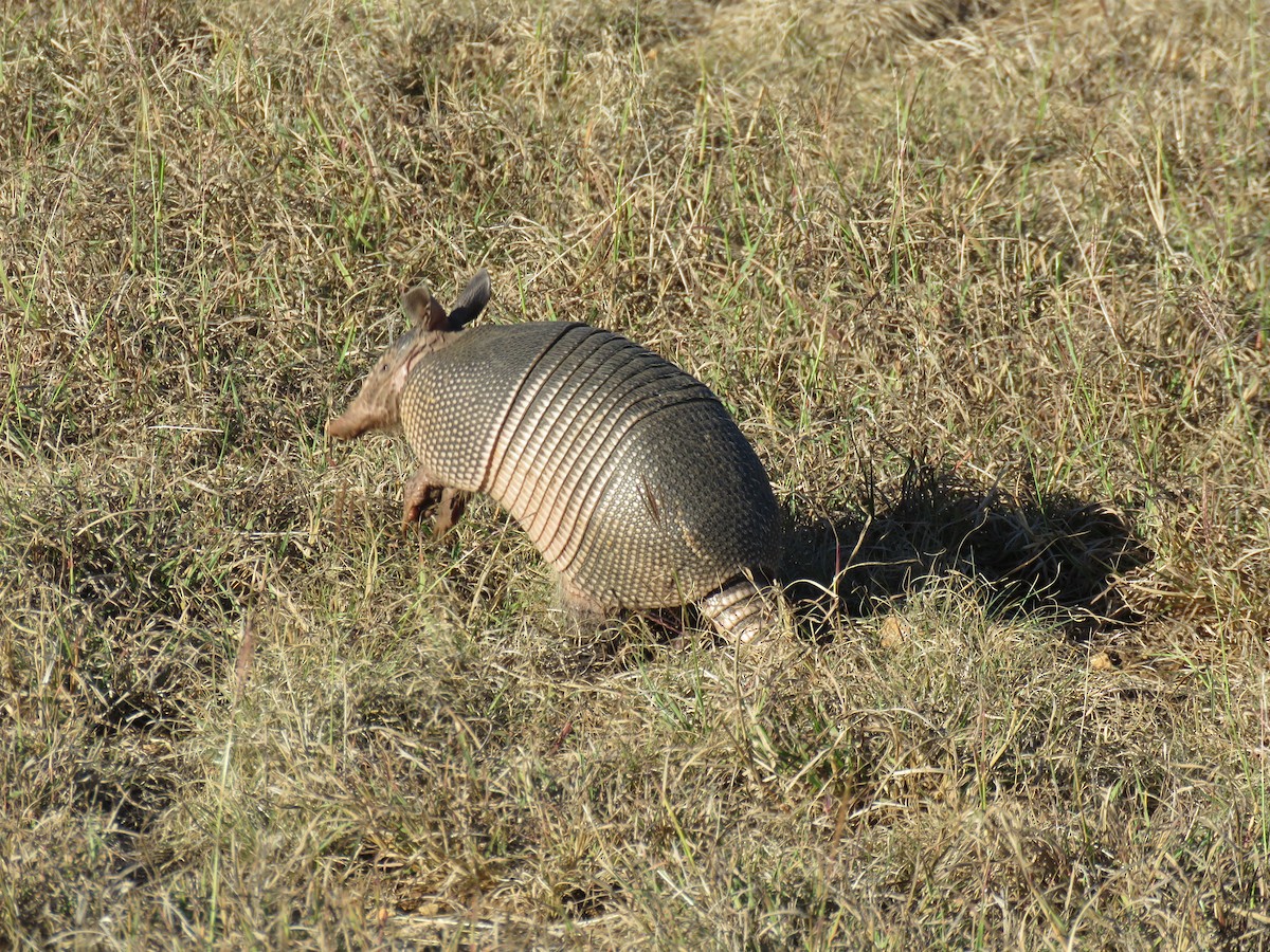 Long-nosed Armadillos - ML645927694