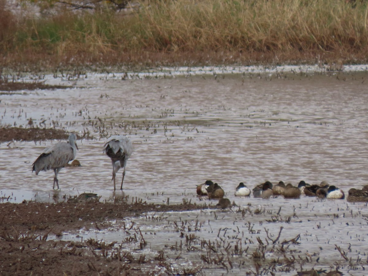 Sandhill Crane - ML645927696