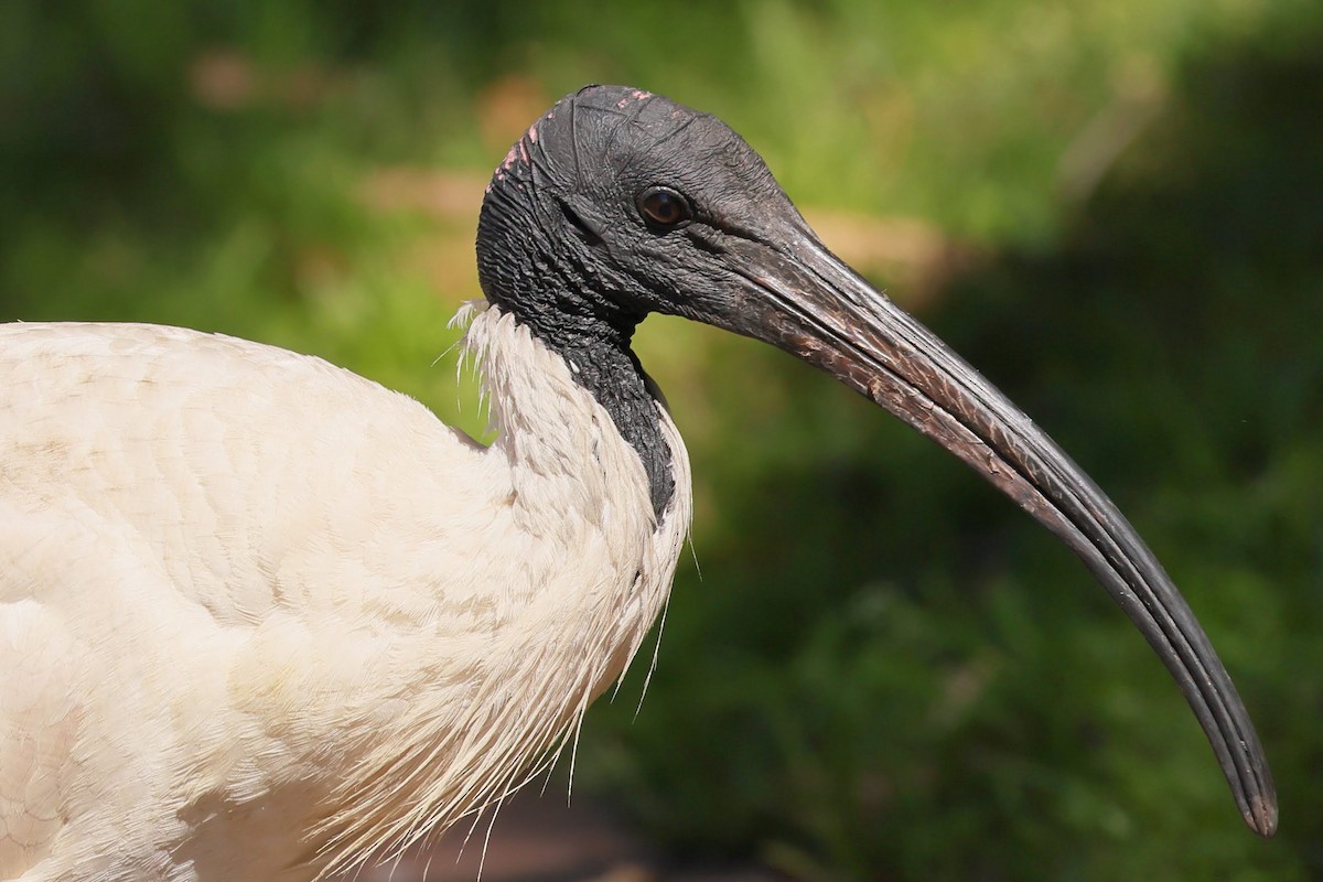 ibis australský - ML645927697