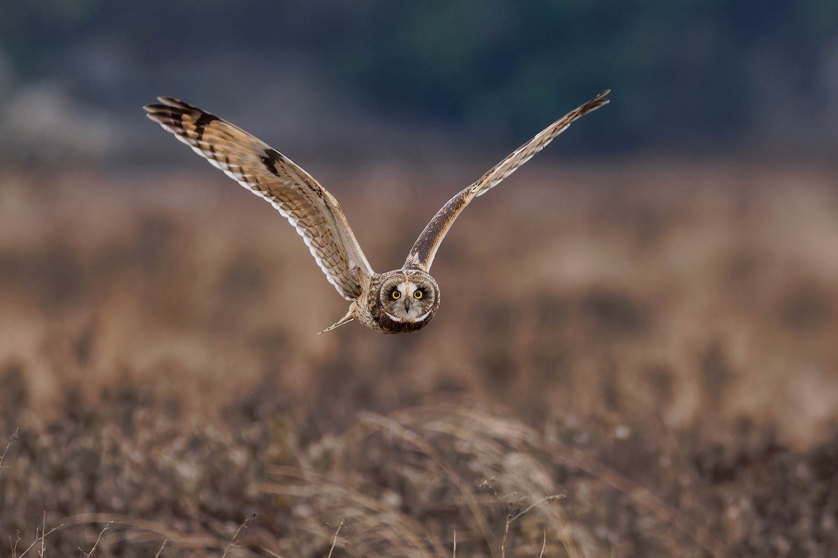 Short-eared Owl - ML645927704