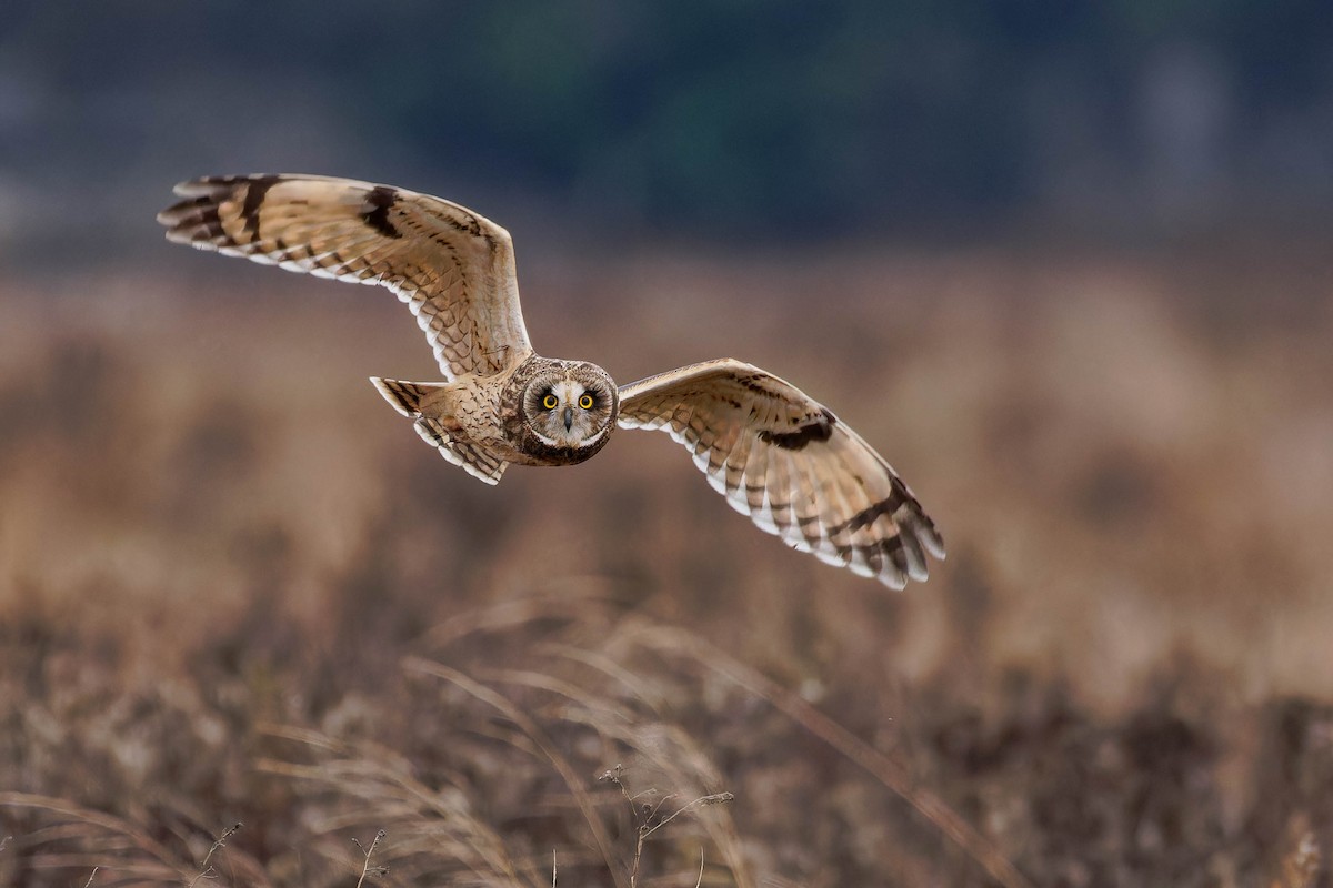Short-eared Owl - ML645927707