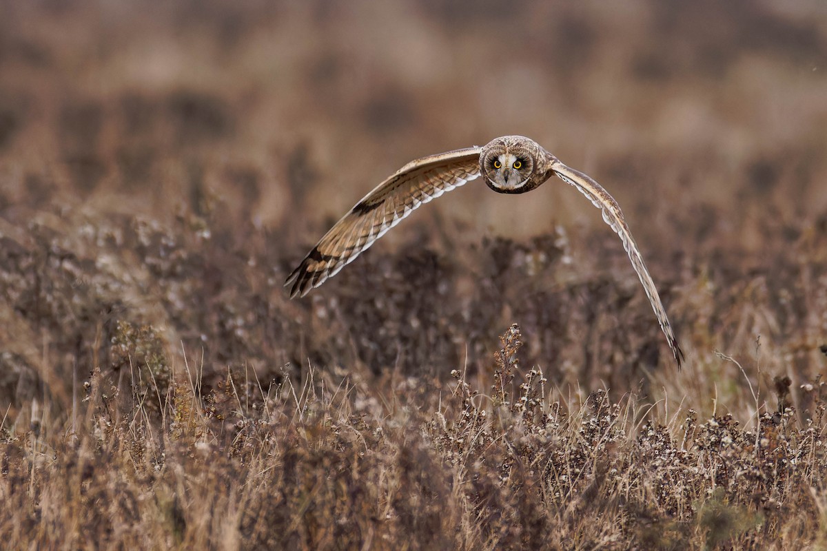 Short-eared Owl - ML645927713