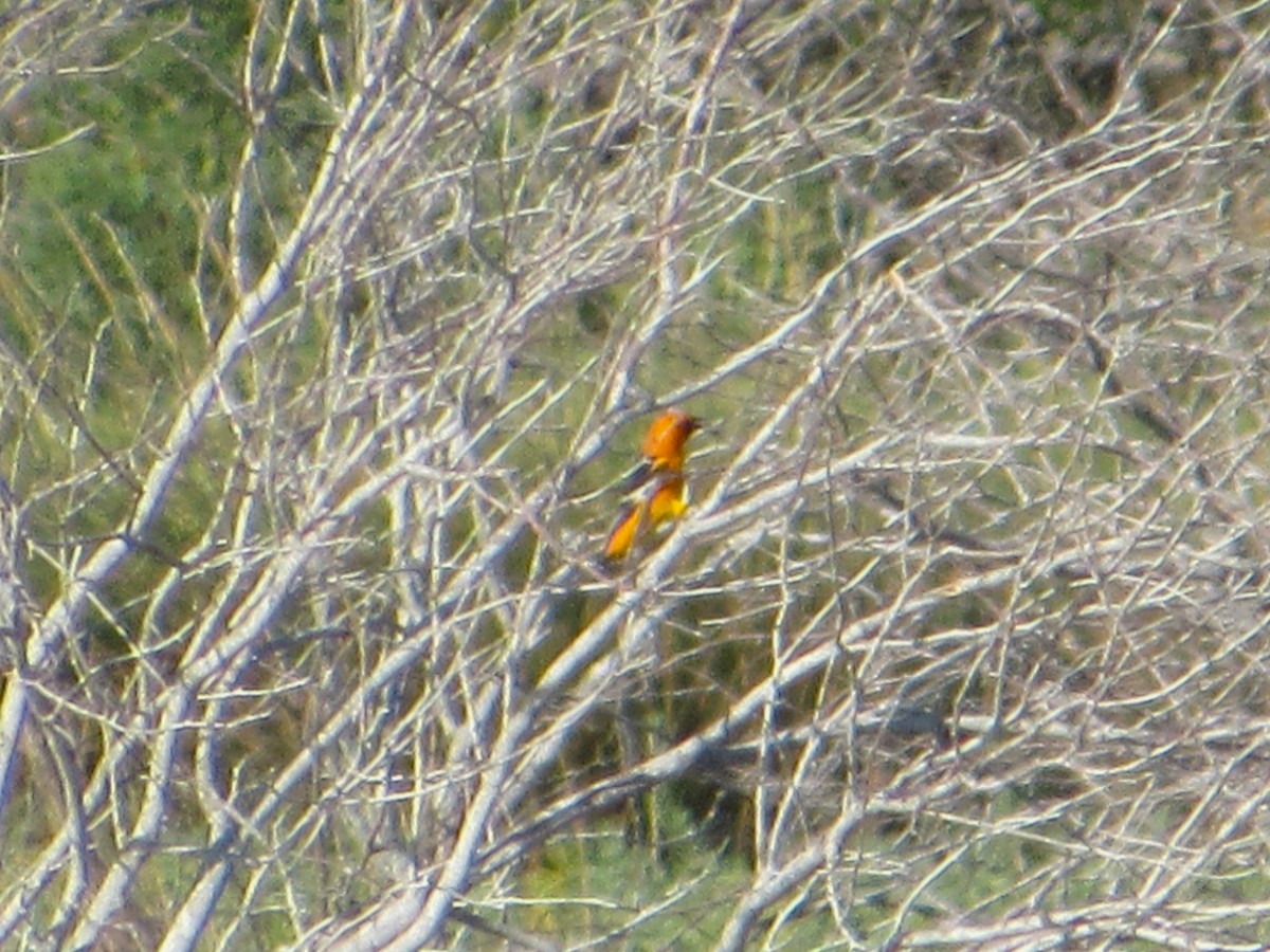 Altamira Oriole - ML645927716