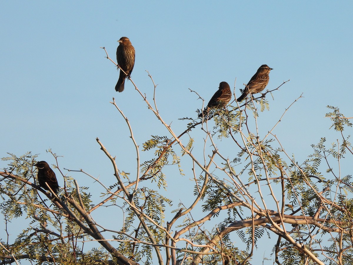 Red-winged Blackbird - ML645927717