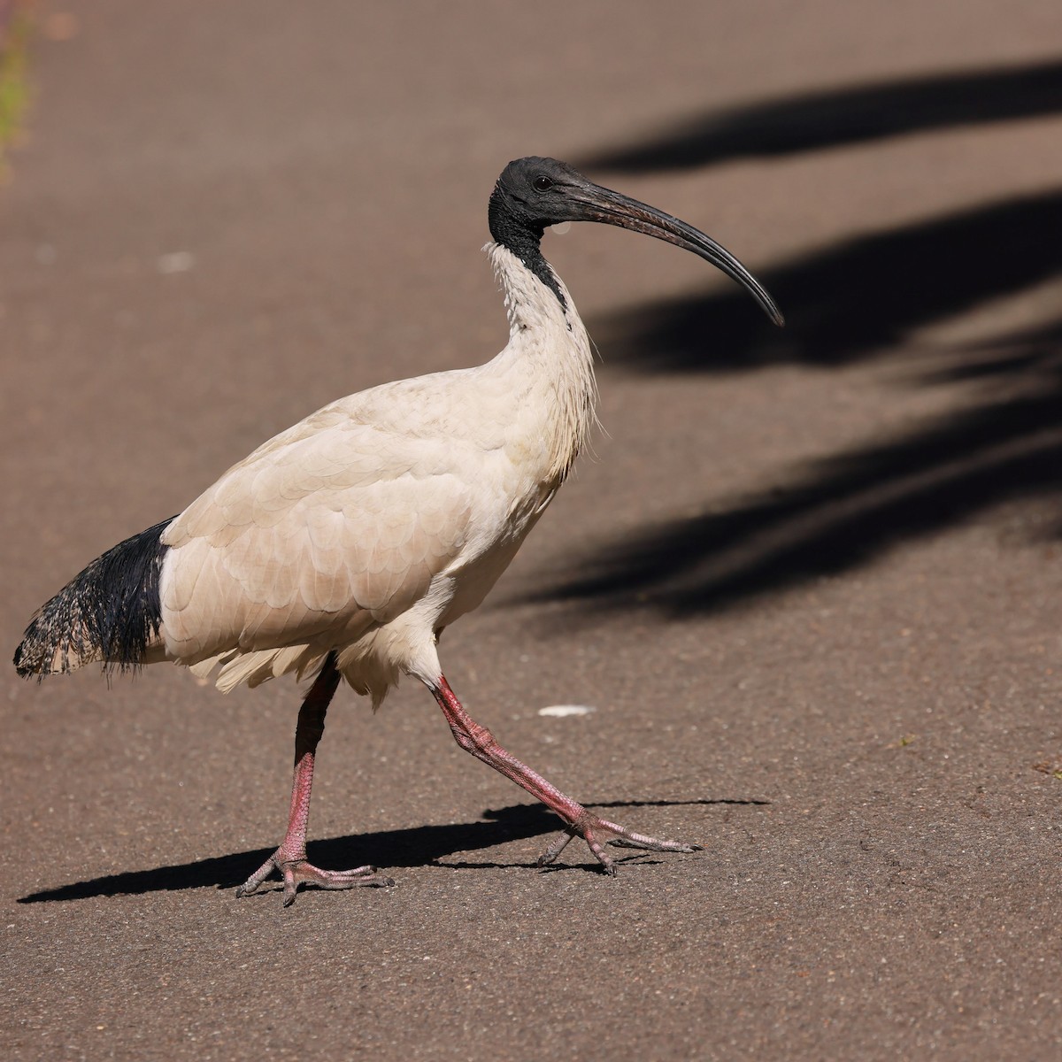 ibis australský - ML645927721