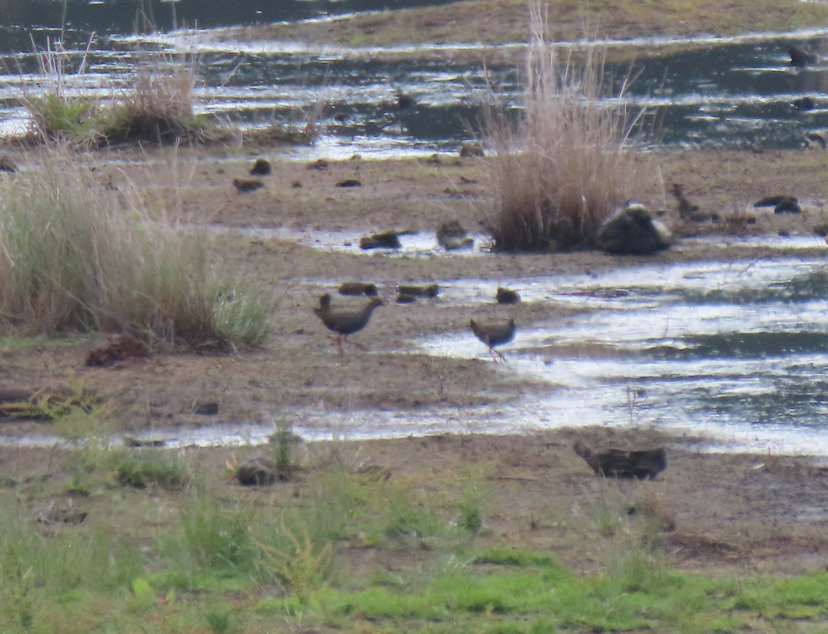 Black-tailed Nativehen - ML645927723