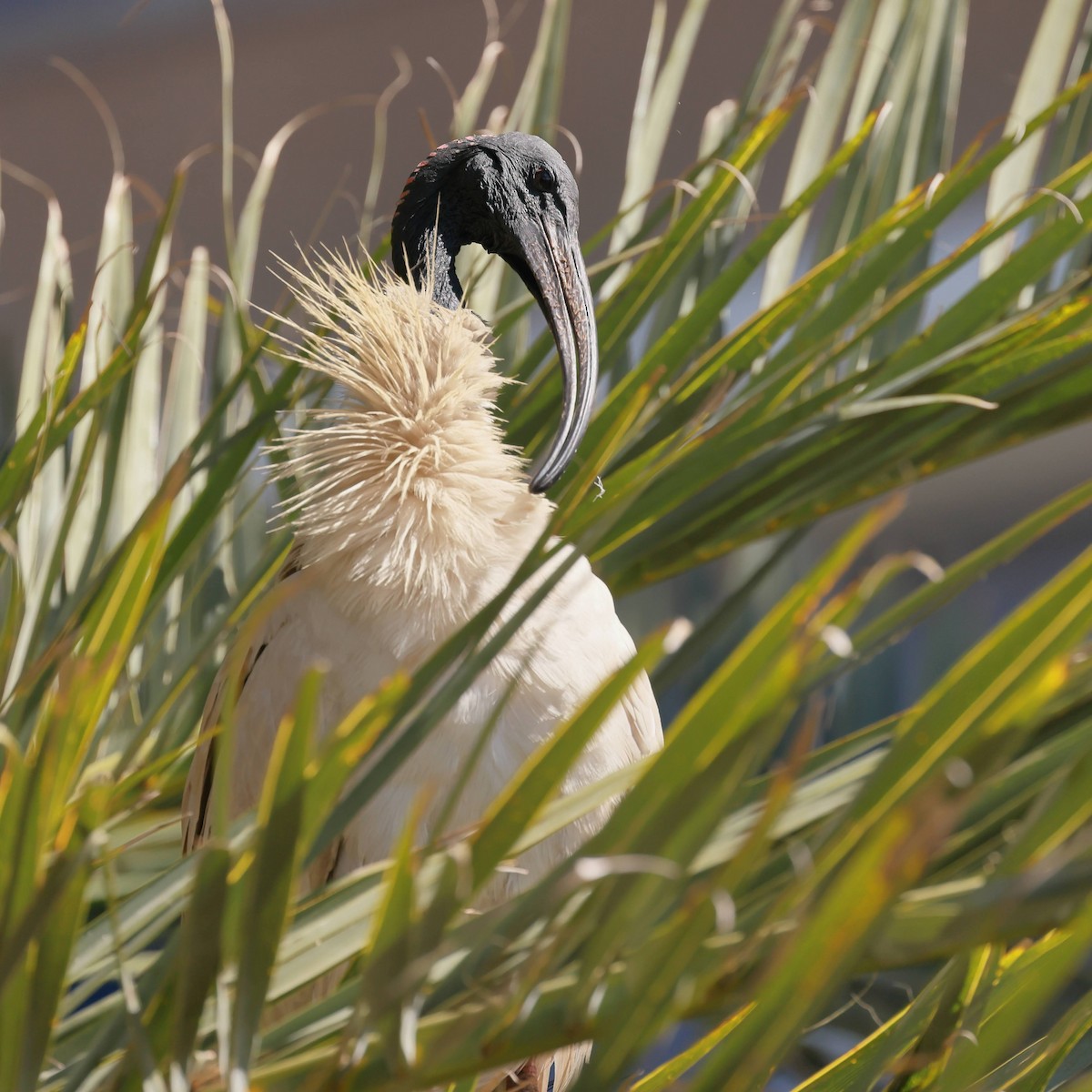 ibis australský - ML645927727