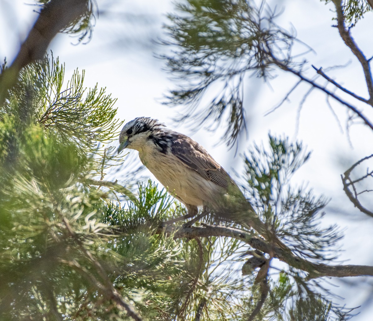 Striped Honeyeater - ML645927731