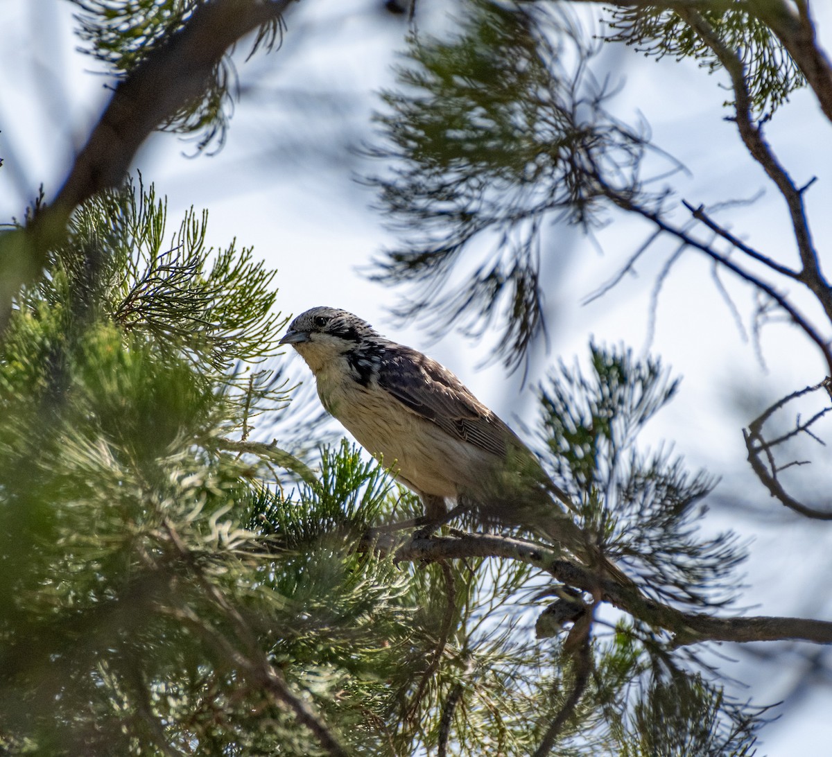 Striped Honeyeater - ML645927732