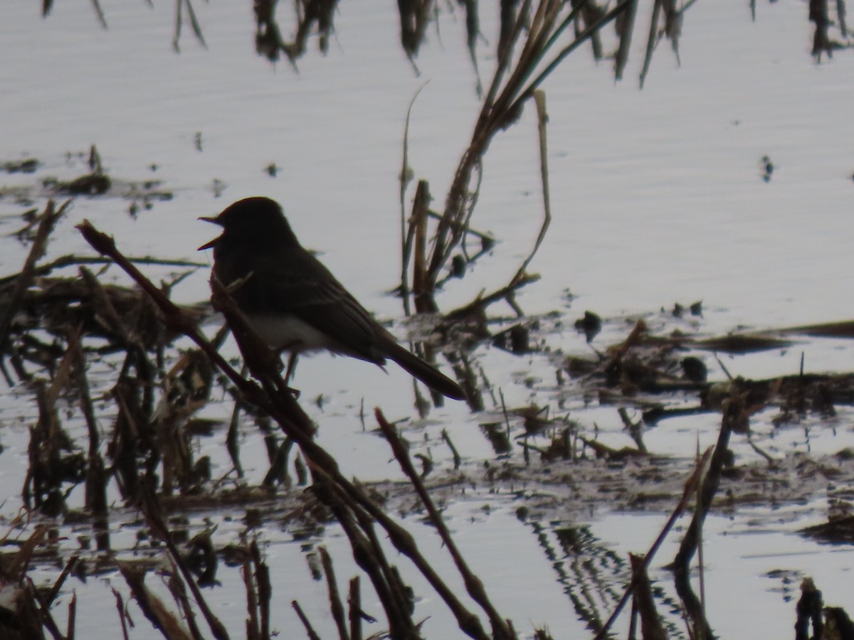 Black Phoebe - ML645927743