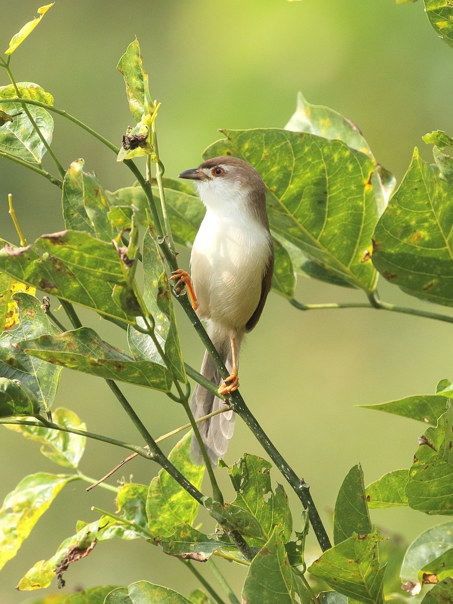 Yellow-eyed Babbler - ML645927748