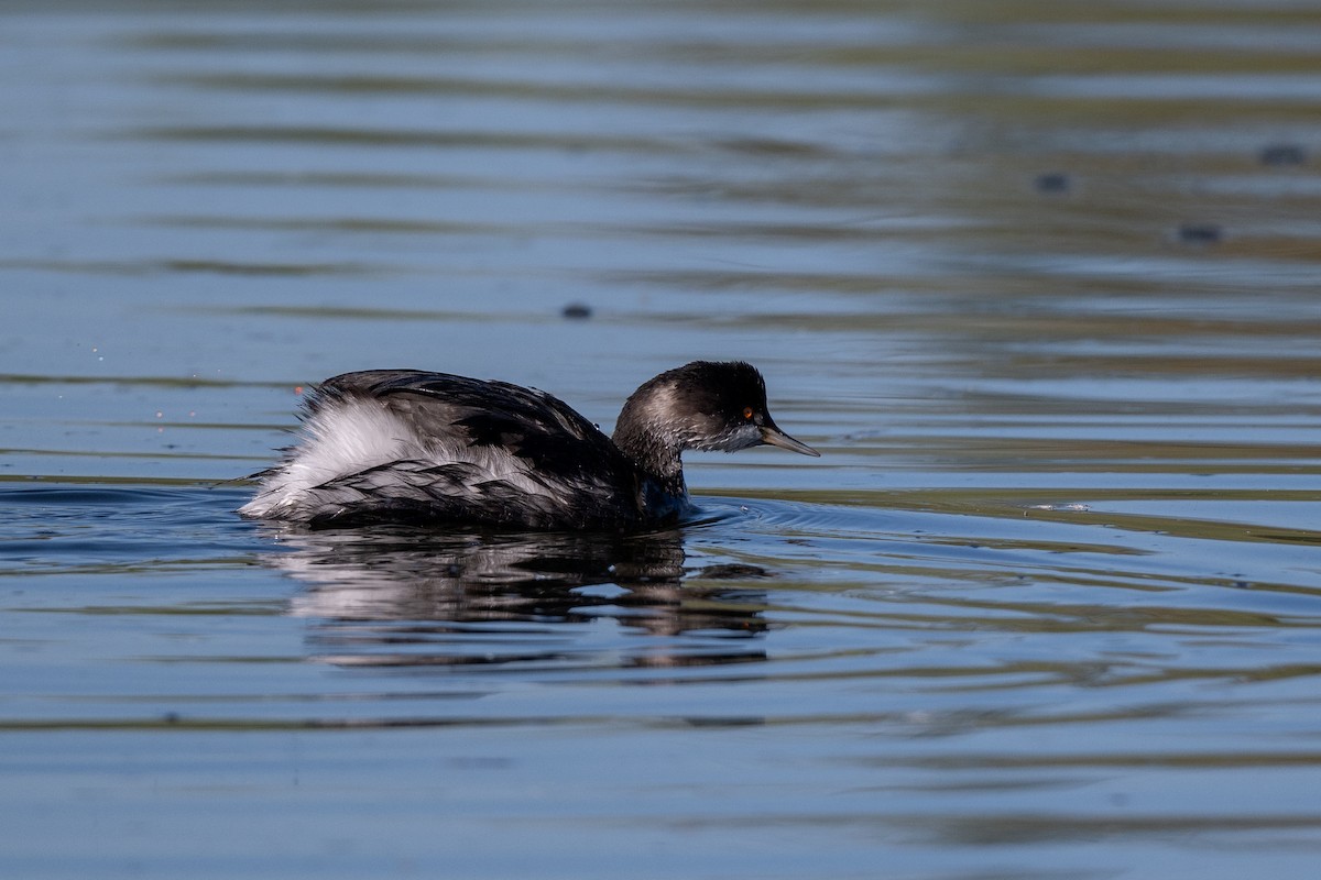 Eared Grebe - ML645927753