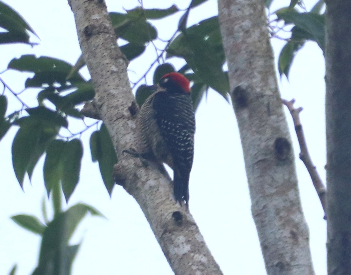 Black-cheeked Woodpecker - ML645927764