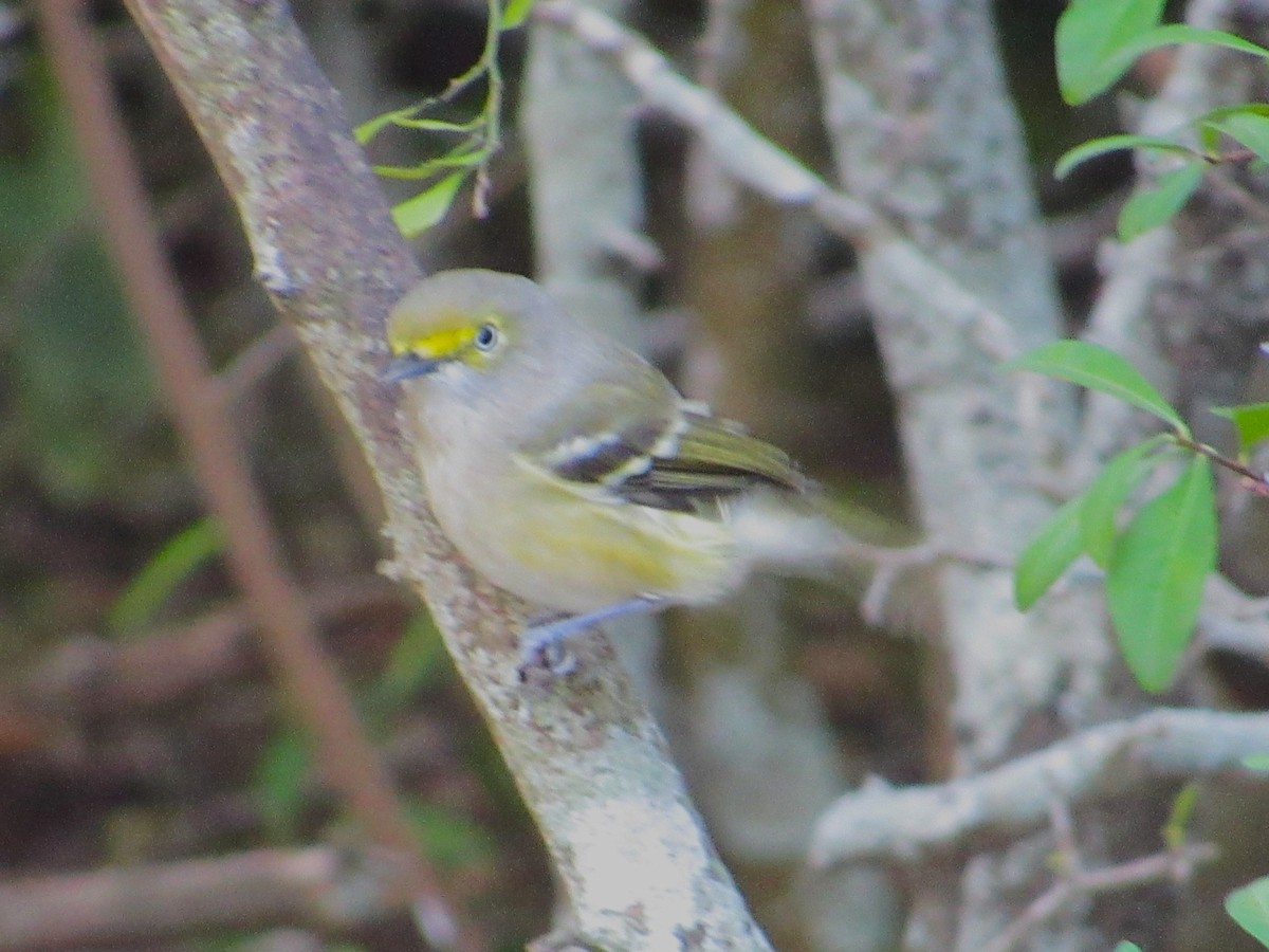 White-eyed Vireo - ML645927772