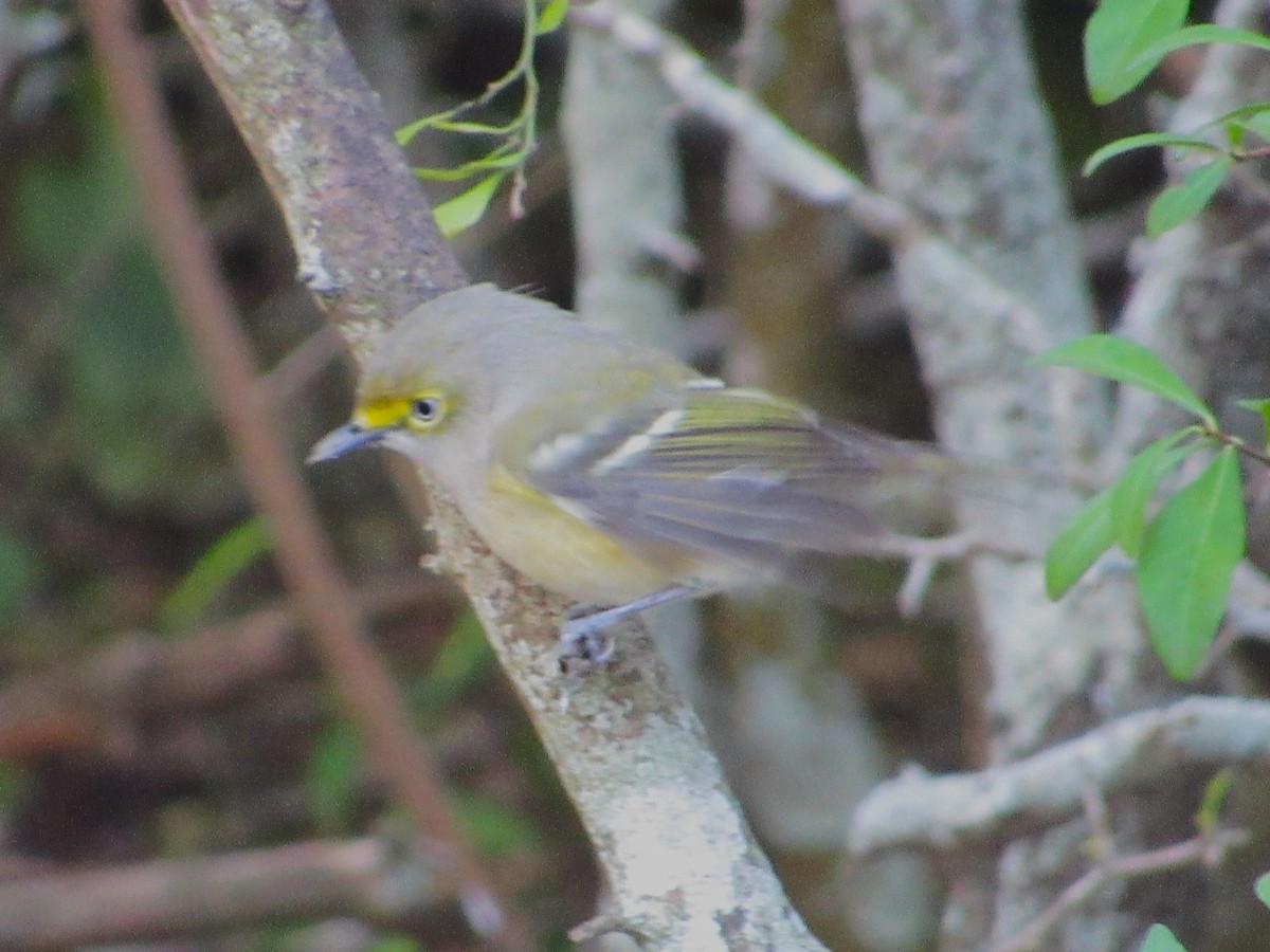 White-eyed Vireo - ML645927773