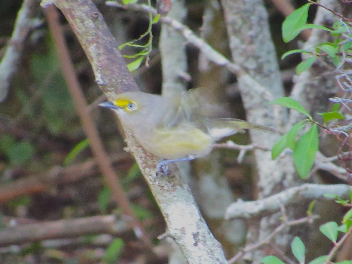 White-eyed Vireo - ML645927774