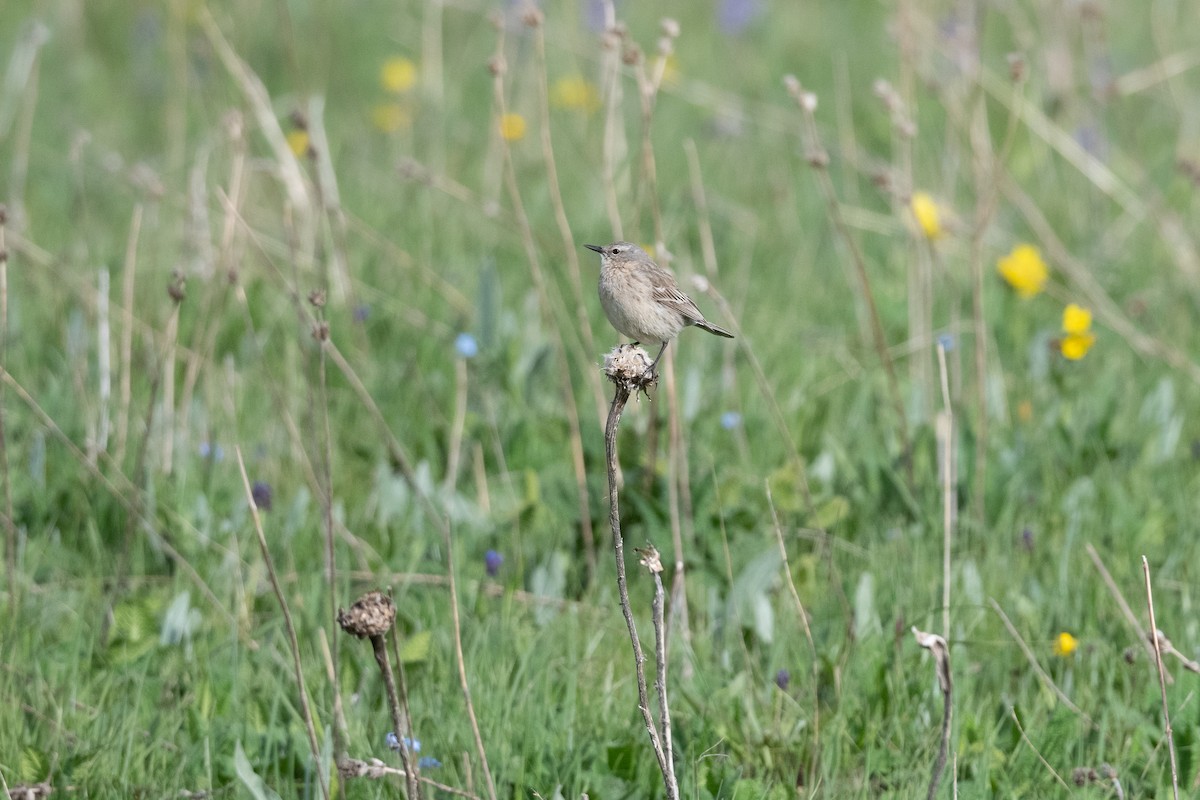 Water Pipit - ML645927785
