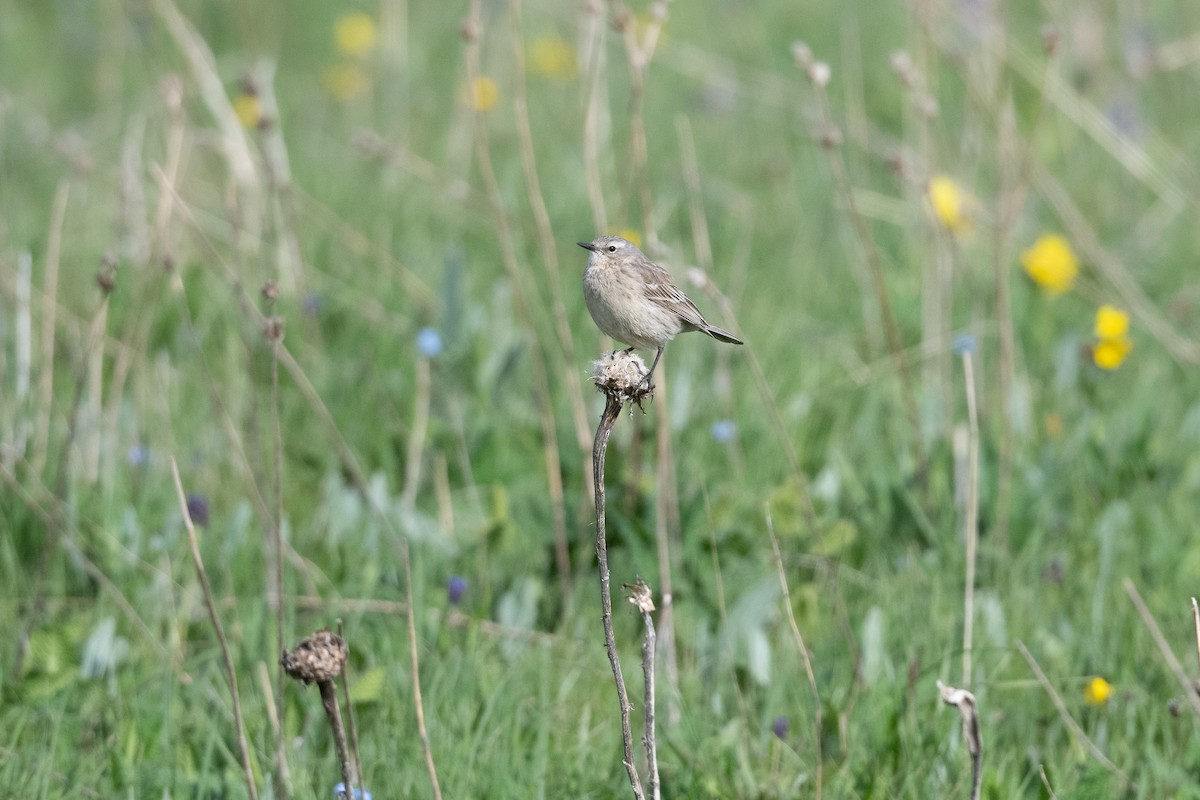 Water Pipit - ML645927786