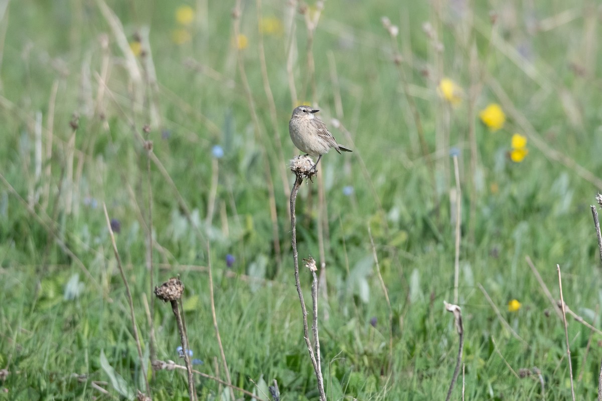 Water Pipit - ML645927787