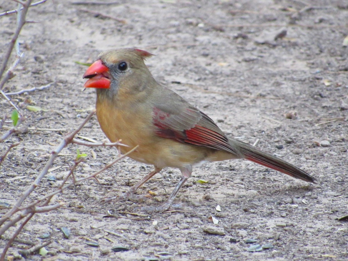 Cardinal rouge - ML645927796