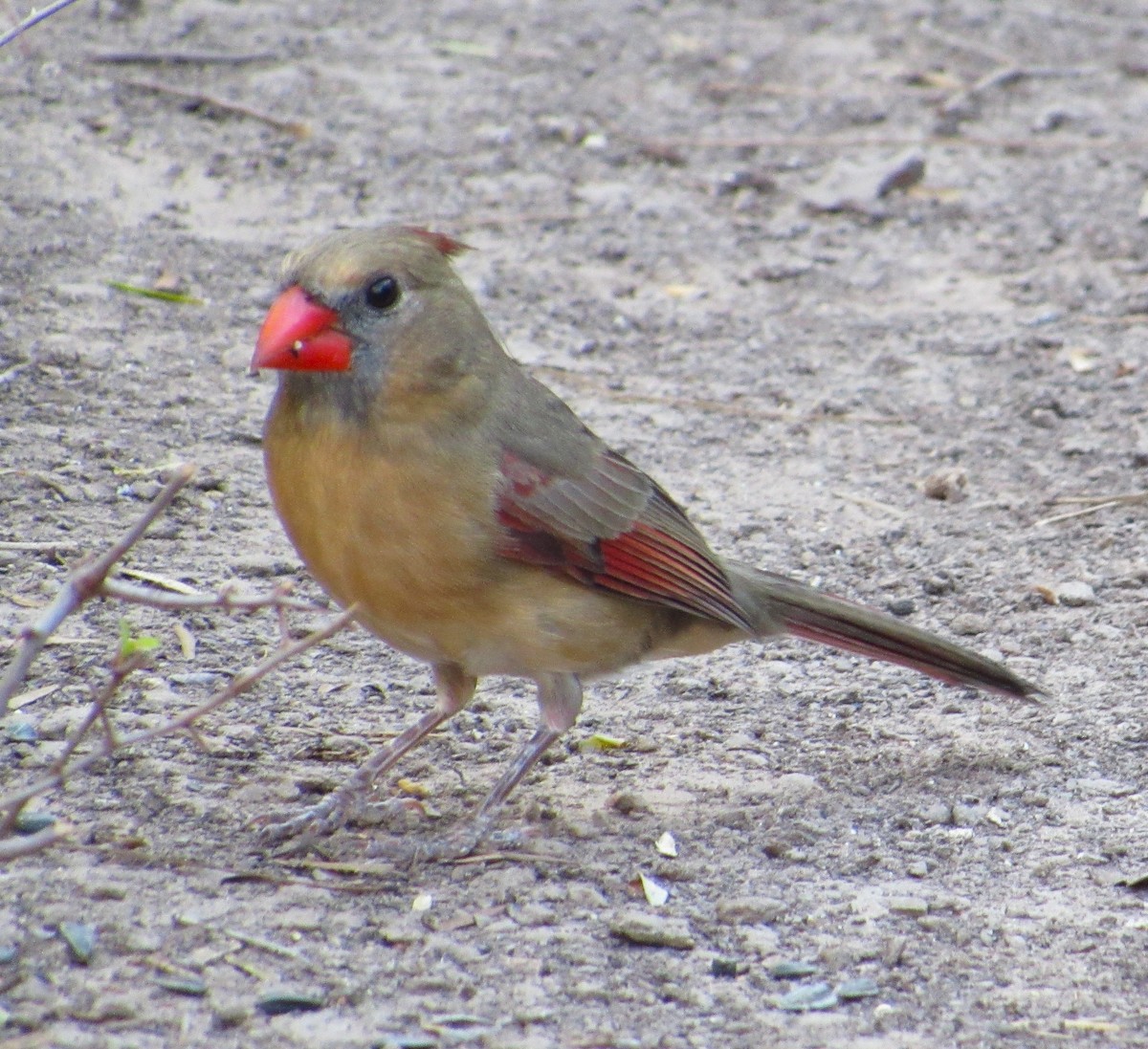 Cardinal rouge - ML645927797